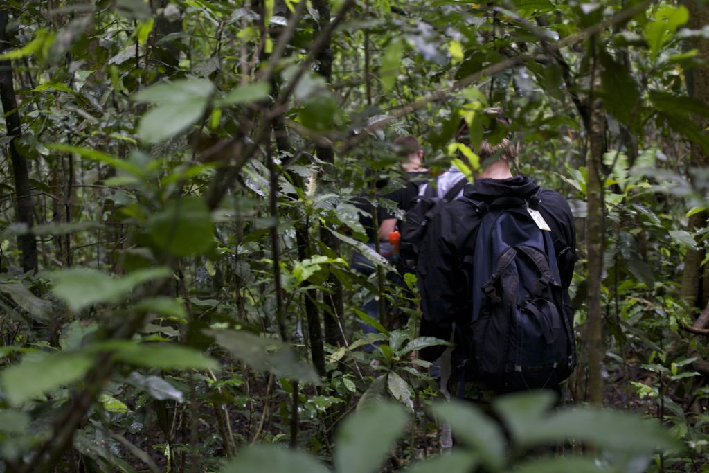 chimpanzee trekking in Uganda