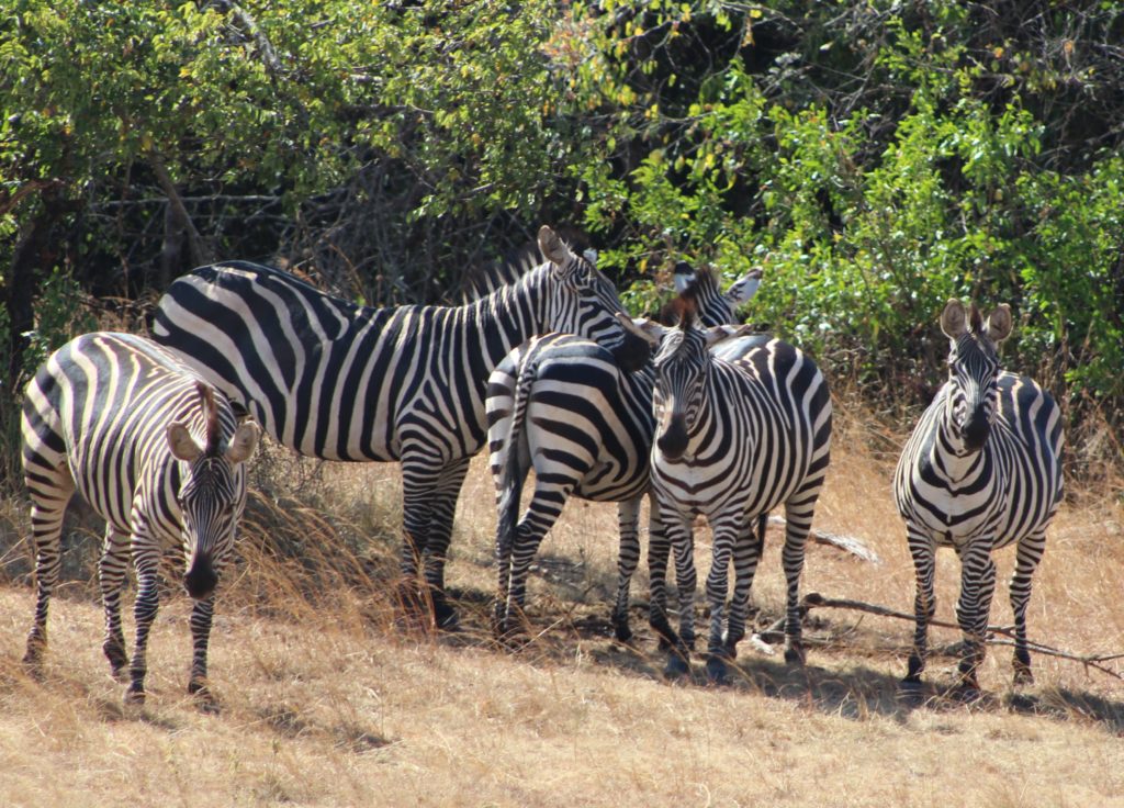 Wildlife in Akagera National Park