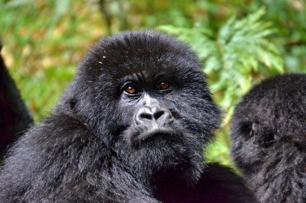 Gorillas in Volcanoes National Park