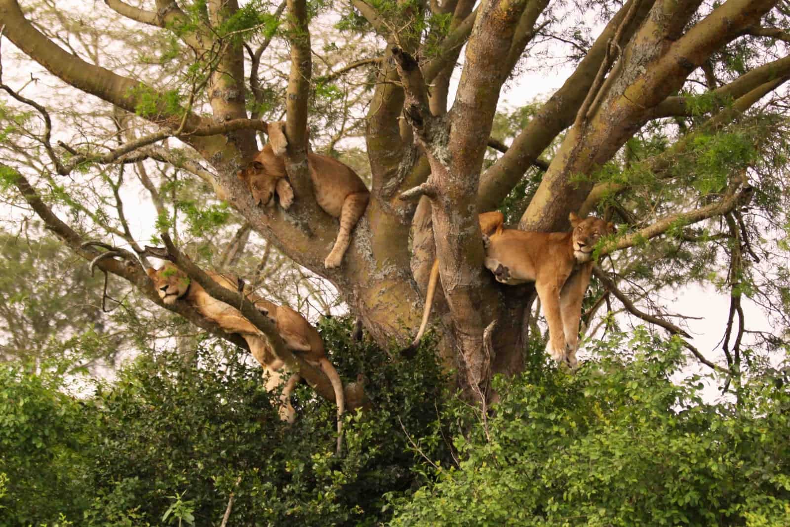 Safari Sectors in Queen Elizabeth National Park