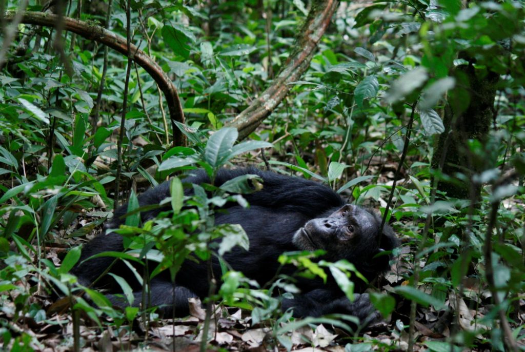 Kibale chimpanzee habituation permits