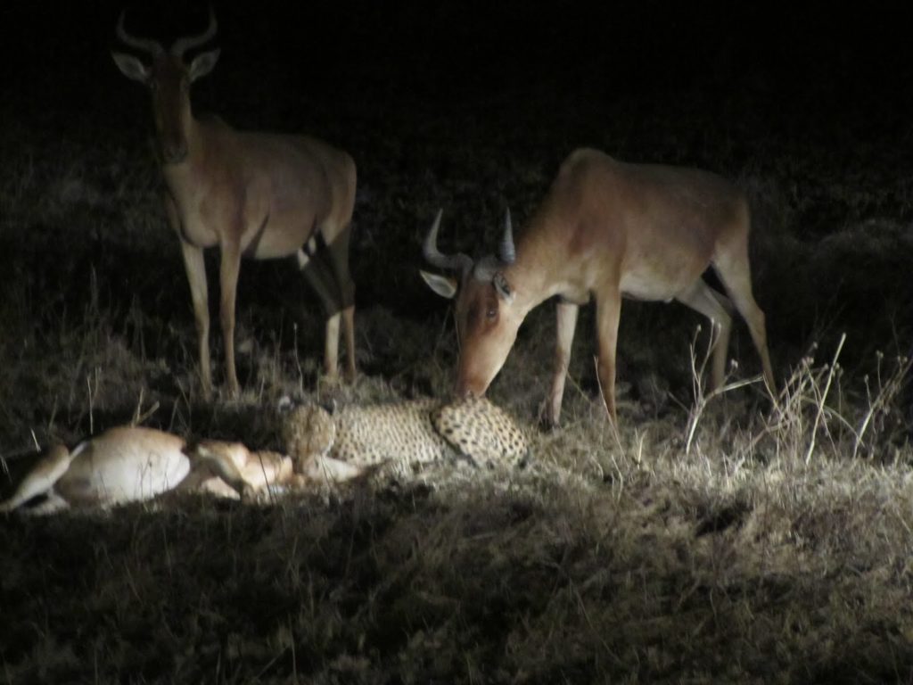 A night game drive in Murchison Falls National Park