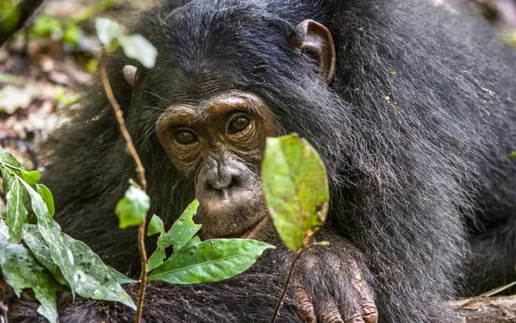 Kibale Chimpanzee habituation 