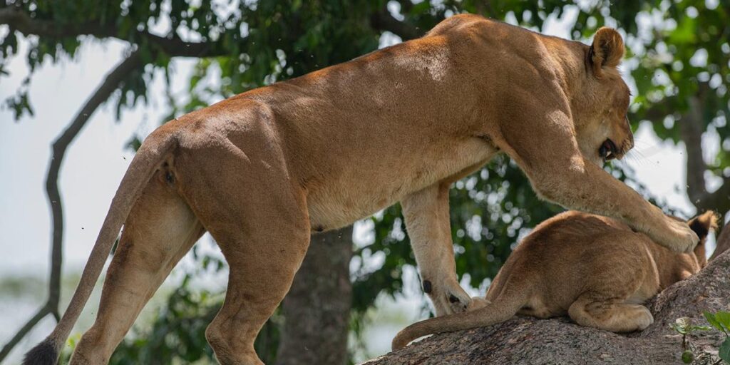 explore lion tracking