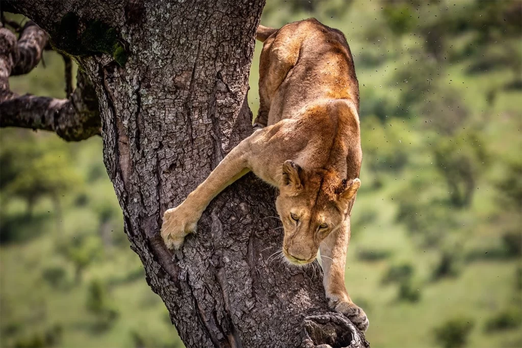 explore lion tracking in Queen Elizabeth National Park