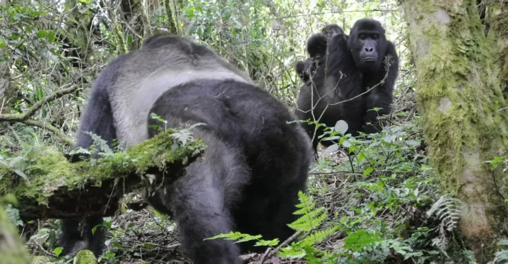 Kahuzi Biega National Park