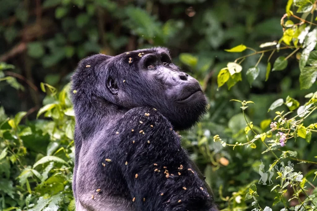 Mountain Gorillas Uganda