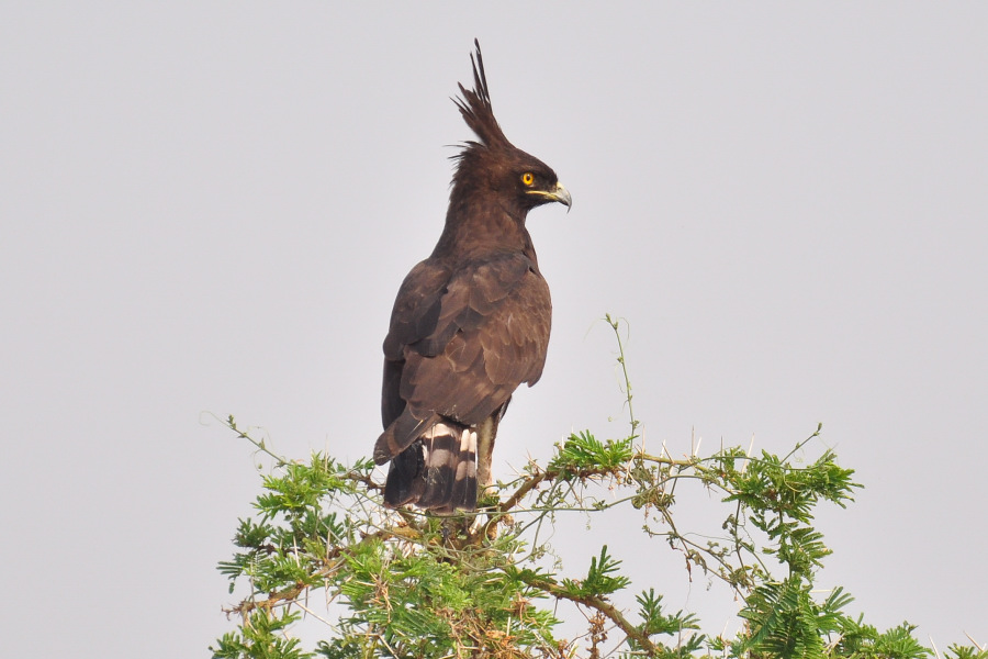 Uganda Birding safaris - Safaris in Uganda