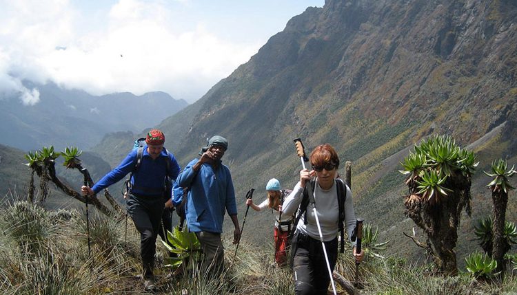 Hiking Mountain Rwenzori is more than just fun | Margherita Peak