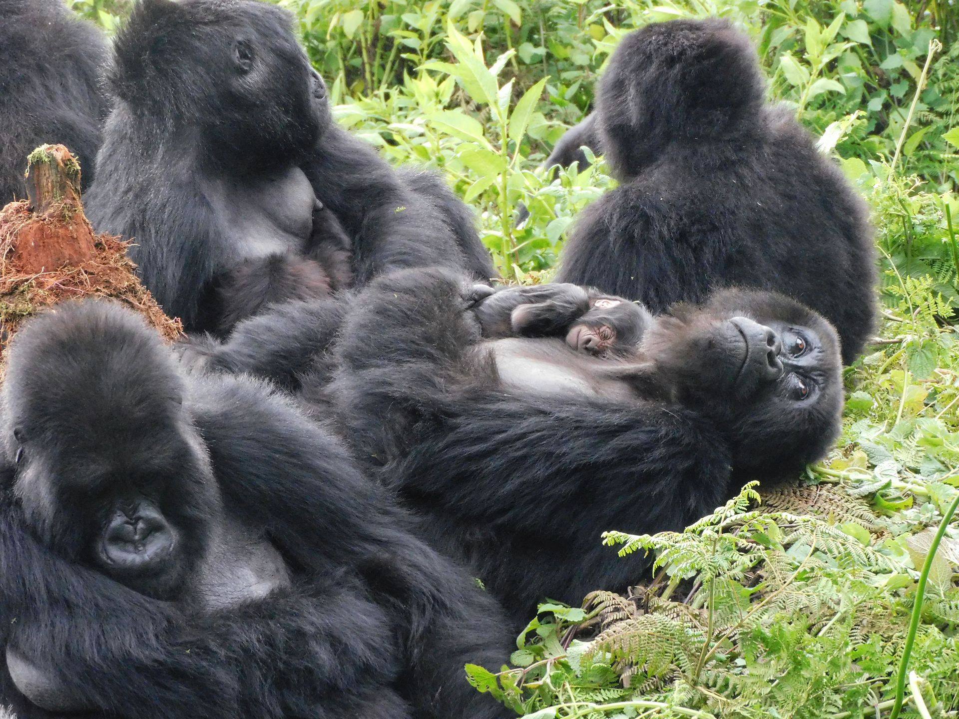 Bwindi Mountain Gorilla Groups