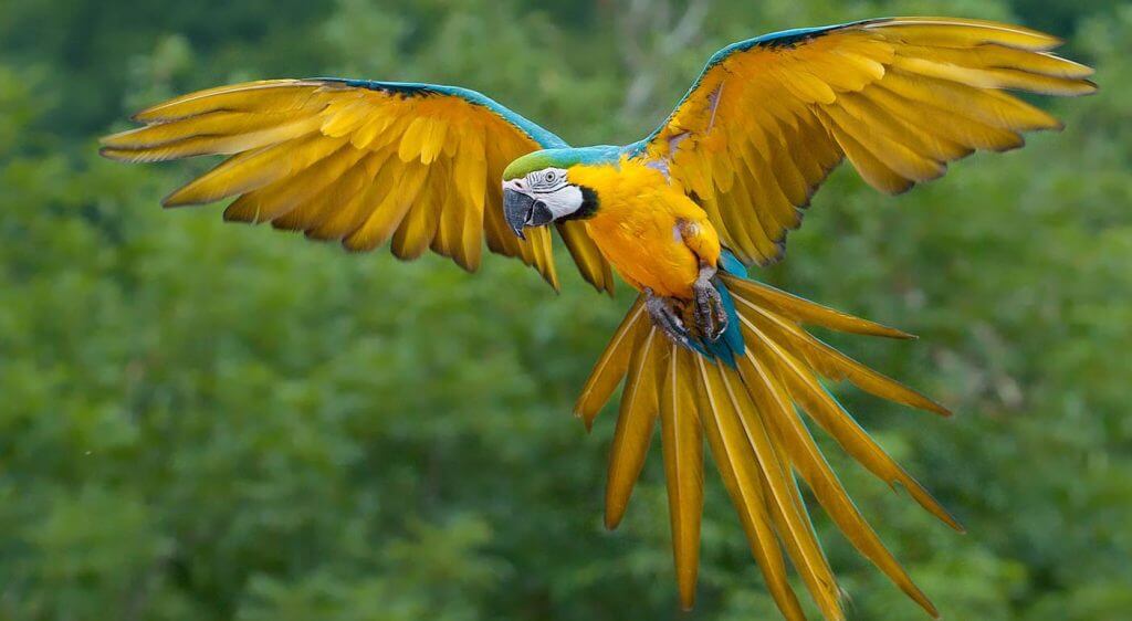 Bigodi wetland sanctuary in birds