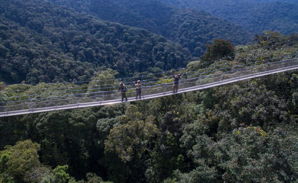 Nyungwe National Park Rwanda; 6 Days Nyungwe & Akagera safari | Best Chimpanzee trekking tour