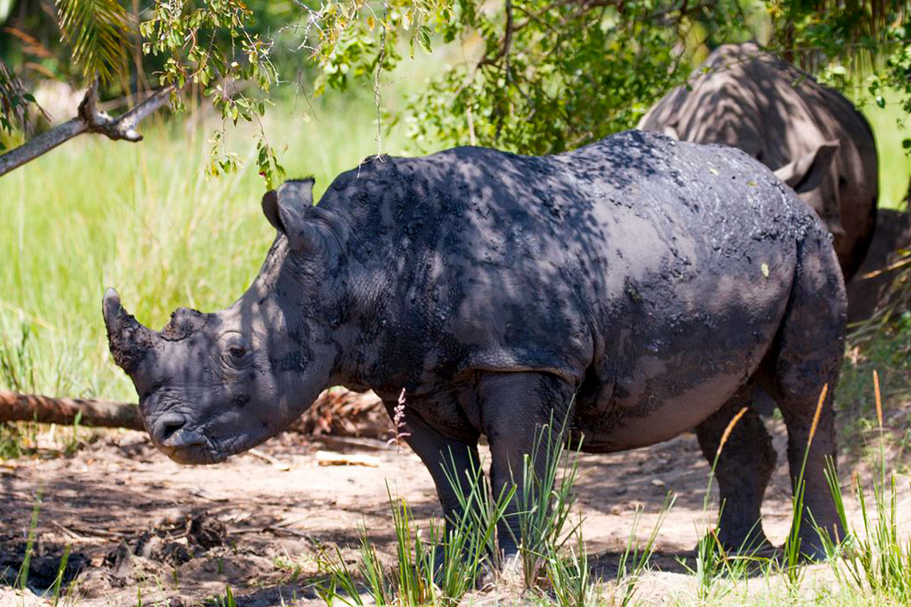 Rhino tracking in Akagera National Park