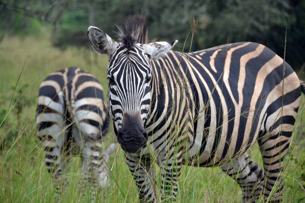 2 Days Lake Mburo wildlife safari