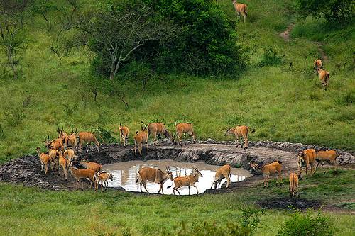 4 Days Lake Mburo And Bwindi (Wildlife & Gorilla Trekking)