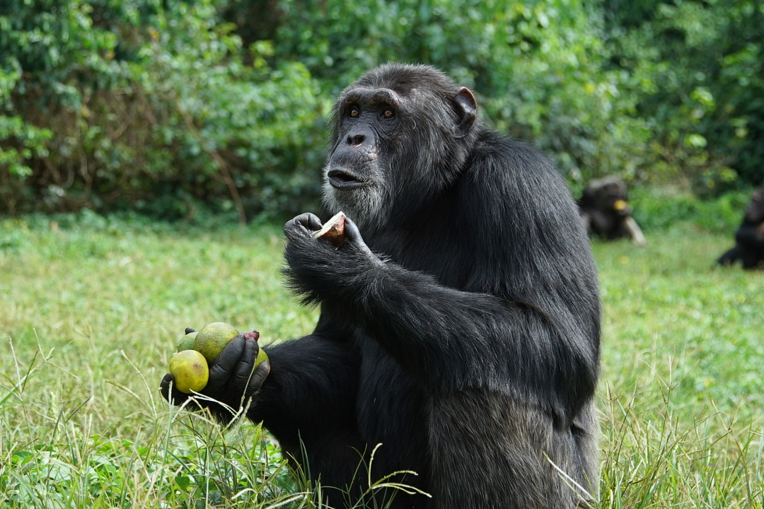 Ngamba Island Chimpanzee