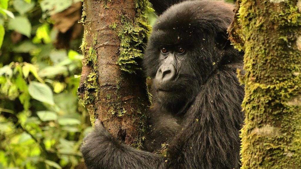 3 Days Rwanda Gorilla Trekking Safari