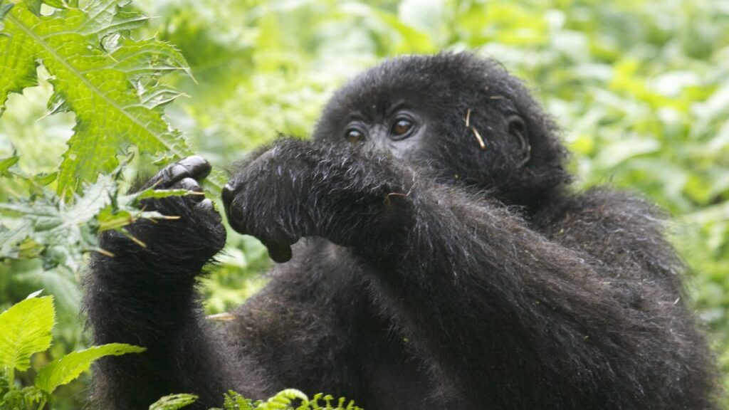 Gorilla Permit cost in Uganda, Rwanda, and Congo (Current prices)