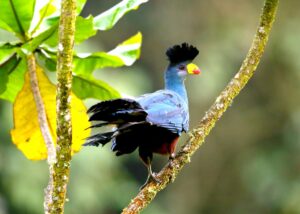 Semuliki National Park | Bird Watching, Adventure Uganda Safaris