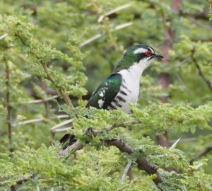 Pian Upe Wildlife Reserve Guide, Adventure Uganda Safaris