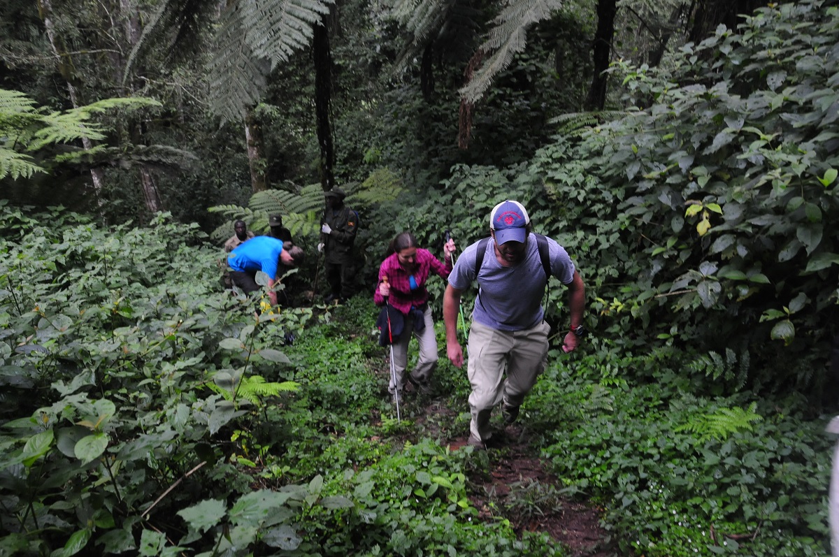 Top-rated hiking & walking trails in Bwindi forest, Best for adventure