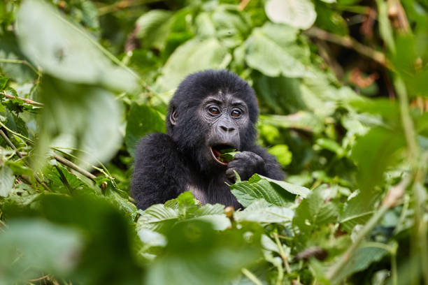 Safety and Security during Gorilla Trekking