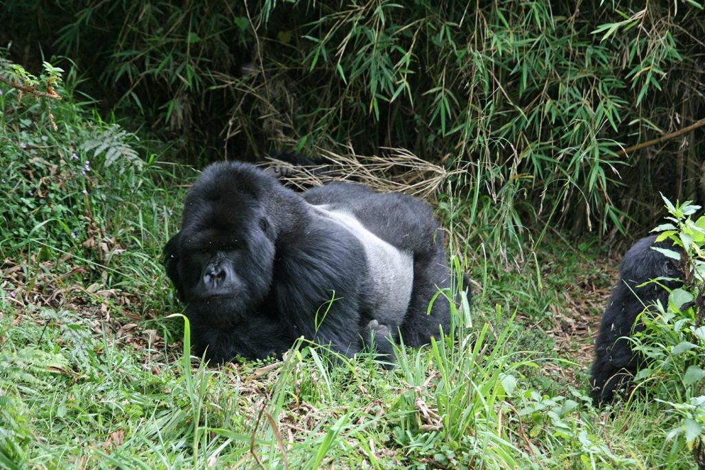 How many silverback gorillas are left in the world?